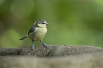 Blue tit (Cyanistes caeruleus) juvenile baby fledgling garden bird on a bird bath in summer,