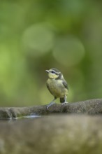 Blue tit (Cyanistes caeruleus) juvenile baby fledgling garden bird on a bird bath in summer,