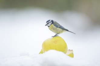 Blue tit (Cyanistes caeruleus) adult garden bird on an apple in a snow covered garden in winter,