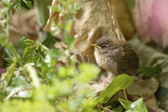 Eurasian wren (Troglodytes troglodytes) juvenile baby bird fledgling in a garden in summer,