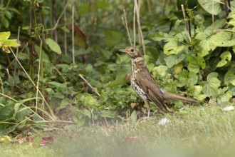 Song thrush (Turdus philomelos) adult garden bird in a flower border in summer, England, United