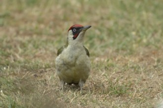 Green woodpecker (Picus viridis) adult bird on a garden grass lawn in summer, England, United