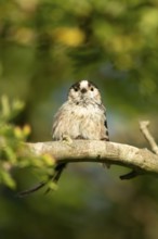 Long tailed tit (Aegithalos caudatus) adult garden bird on a tree branch in summer, England, United