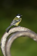 Great tit (Parus major) adult garden bird on a wheel barrow foot, Wales, United Kingdom