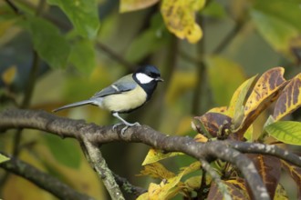 Great tit (Parus major) adult garden bird on a Magnolia tree branch amongst autumn colour leaves,