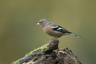 Eurasian chaffinch (Fringilla coelebs) adult male garden bird on a tree stump in autumn, England,