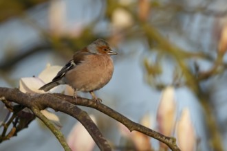 Eurasian chaffinch (Fringilla coelebs) adult male garden bird on a Magnolia tree with spring
