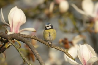 Blue tit (Cyanistes caeruleus) adult garden bird on a Magnolia tree with spring blossom, England,