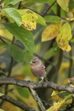 Eurasian chaffinch (Fringilla coelebs) adult male garden bird on a Magnolia tree branch amongst
