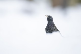 Eurasian starling (Sturnus vulgaris) adult garden bird in snow in winter, England, United Kingdom