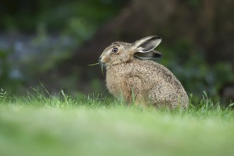 European brown hare (Lepus europaeus) adult wild animal feeding on a garden grass lawn in summer,
