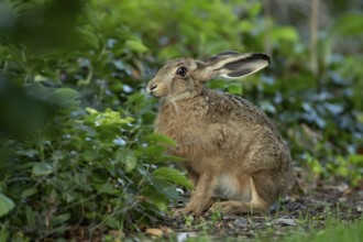 Brown hare (Lepus europaeus) adult wild animal in a garden in summer, England, United Kingdom