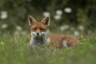 Red fox (Vulpes vulpes) adult wild animal resting amongst wildflowers in grassland in summer,