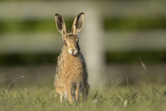 European brown hare (Lepus europaeus) adult wild animal in grassland in summer, England, United