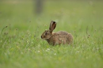Brown hare (Lepus europaeus) adult wild animal in grassland in summer, England, United Kingdom
