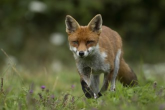 Red fox (Vulpes vulpes) adult wild animal in grassland in summer, England, United Kingdom