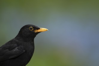 Eurasian blackbird (Turdus merula) adult male garden bird head portrait in spring, England, United