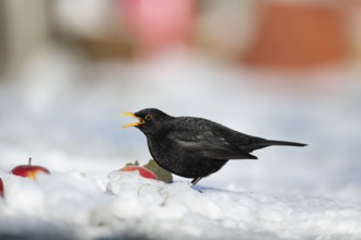 Eurasian blackbird (Turdus merula) adult male garden bird feeding on apples on a snow covered lawn