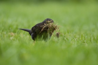 Eurasian blackbird (Turdus merula) adult female garden bird collecting nest material from a grass