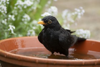 Eurasian blackbird (Turdus merula) adult male garden bird bathing in water in a plant pot saucer in