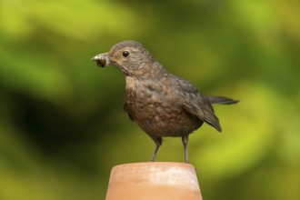 Eurasian blackbird (Turdus merula) adult female garden bird on a plant pot with insect grubs for