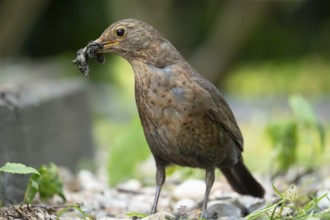 Eurasian blackbird (Turdus merula) adult female garden bird with insect grubs for food in its beak