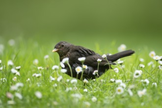 Eurasian blackbird (Turdus merula) adult female garden bird on a grass lawn with daisey flowers in