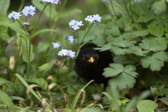 Eurasian blackbird (Turdus merula) adult male garden bird emerging from a flower border in spring,