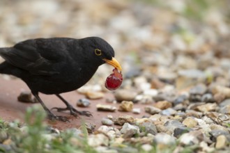 Eurasian blackbird (Turdus merula) adult male garden bird feeding on a grape, England, United