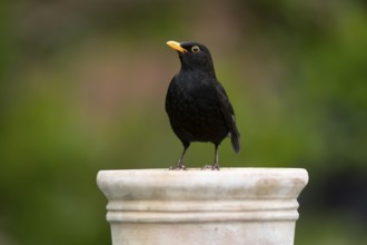 Eurasian blackbird (Turdus merula) adult male garden bird on a plant pot, England, United Kingdom