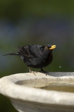 Eurasian blackbird (Turdus merula) adult male garden bird drinking water from a bird bath in