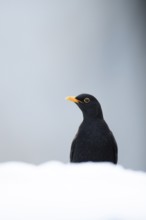 Eurasian blackbird (Turdus merula) adult male garden bird on a snow covered lawn in winter,