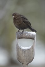 Eurasian blackbird (Turdus merula) adult female garden bird on a snow covered fork handle in