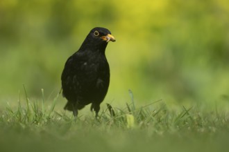 Eurasian blackbird (Turdus merula) adult male garden bird collecting insect grubs in its beak in
