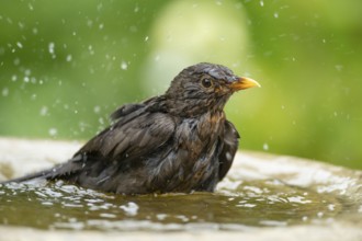 Eurasian blackbird (Turdus merula) adult female garden bird bathing in water in a bird bath in