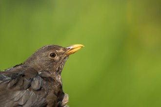 Eurasian blackbird (Turdus merula) adult female garden bird head portrait in spring, England,