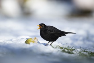 Eurasian blackbird (Turdus merula) adult male garden bird feeding on a pear fruit on a snow covered