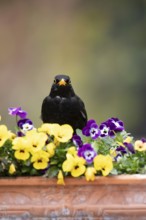 Eurasian blackbird (Turdus merula) adult male garden bird on a planter with flowering Pansy plants