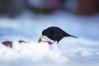 Eurasian blackbird (Turdus merula) adult male garden bird feeding on fruit on a snow covered lawn