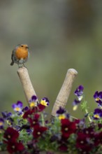 European robin (Erithacus rubecula) adult garden bird on shears handle in spring, England, United