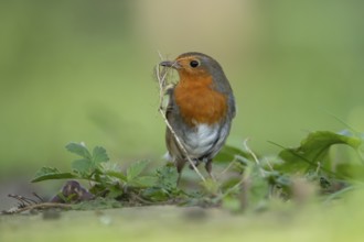 European robin (Erithacus rubecula) adult garden bird with nest material in its beak in spring,