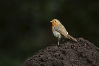 European robin (Erithacus rubecula) adult garden bird on a pile of soil, England, United Kingdom
