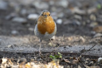 European robin (Erithacus rubecula) adult garden bird, England, United Kingdom