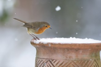 European robin (Erithacus rubecula) adult garden bird on a snow covered plant pot in winter,