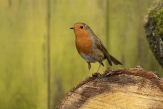 European robin (Erithacus rubecula) adult garden bird on a log pile, England, United Kingdom