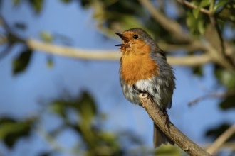 European robin (Erithacus rubecula) adult garden bird singing on a tree branch in spring, England,