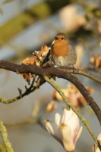 European robin (Erithacus rubecula) adult garden bird singing on a tree branch in spring, England,