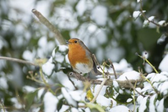 European robin (Erithacus rubecula) adult garden bird singing in a snow covered tree in winter,