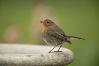 European robin (Erithacus rubecula) adult garden bird on a bird bath in spring, England, United