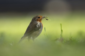 European robin (Erithacus rubecula) adult garden bird on a grass lawn with nest material in its